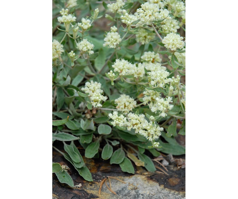 James' Buckwheat